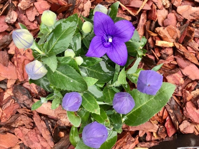 Платикодон астра блю