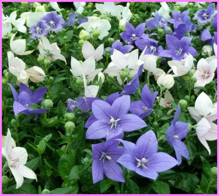 Платикодон астра блю