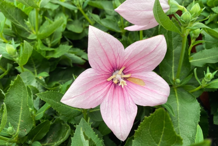 Платикодон фуджи пинк