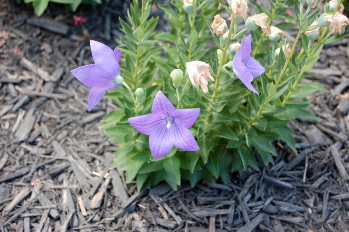 Платикодон astra pink