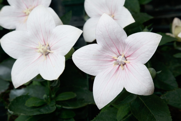 Платикодон астра пинк