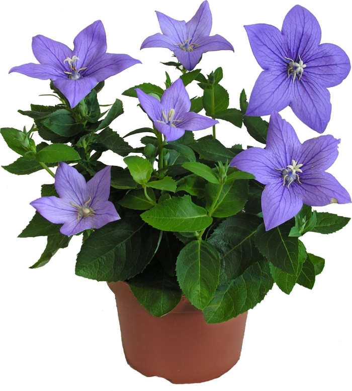 Платикодон астра