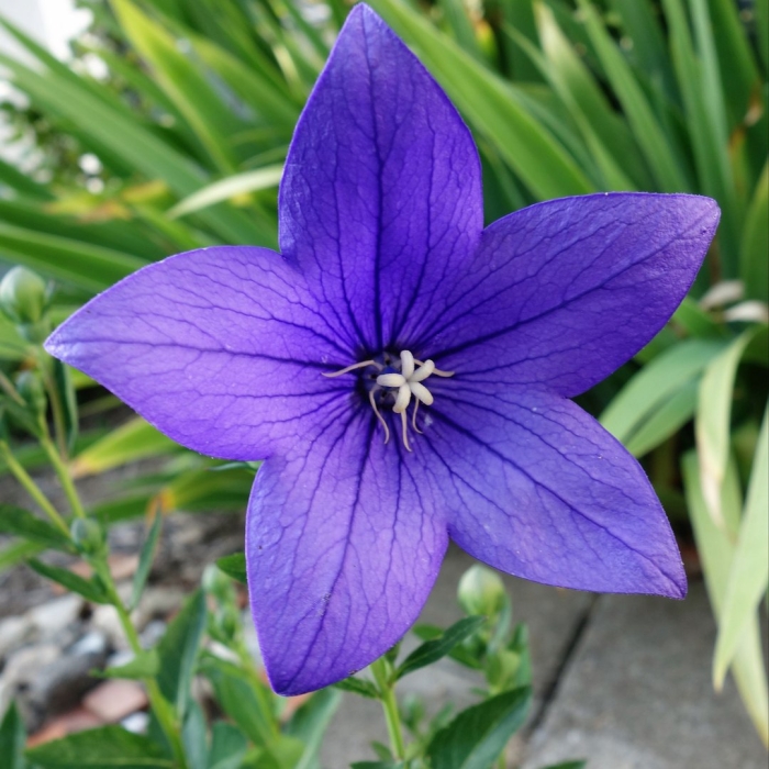 Платикодон цветок