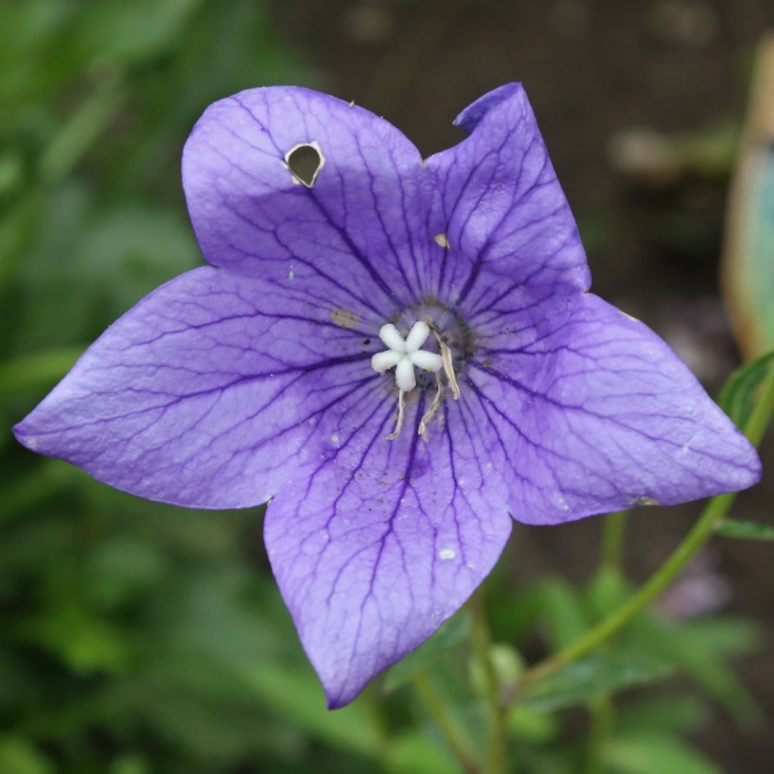 Платикодон астра блю