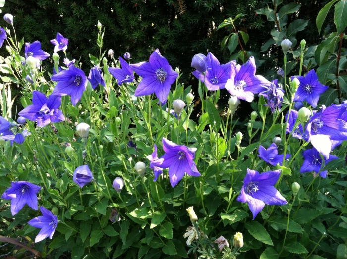 Платикодон фуджи блю