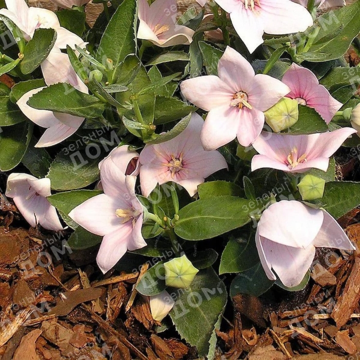 Платикодон астра пинк