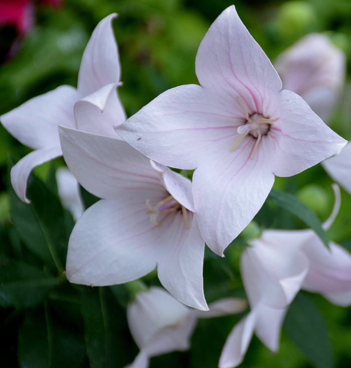 Платикодон цветок многолетник