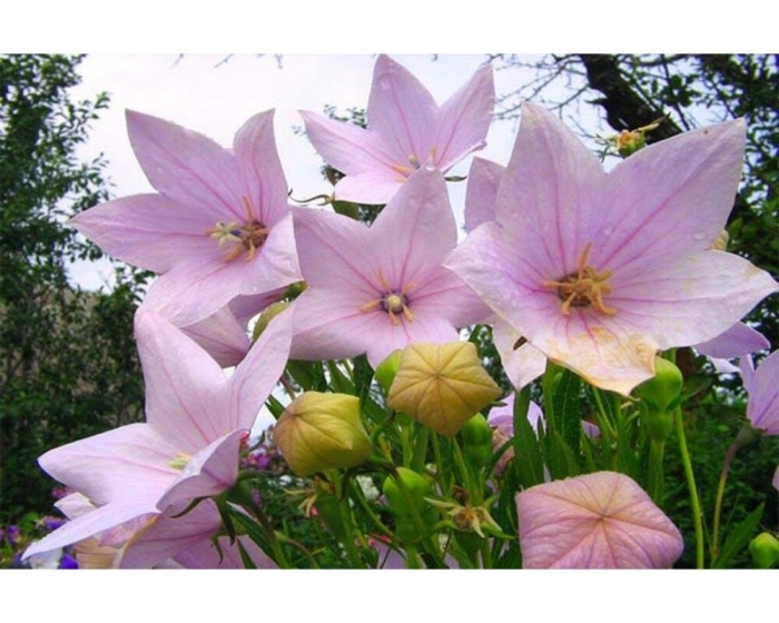 Платикодон пинк