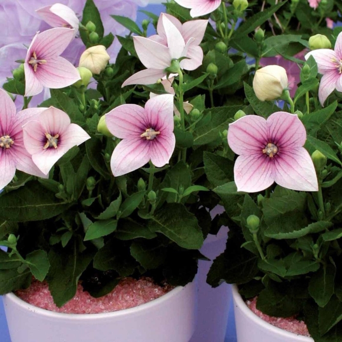 Платикодон фуджи пинк