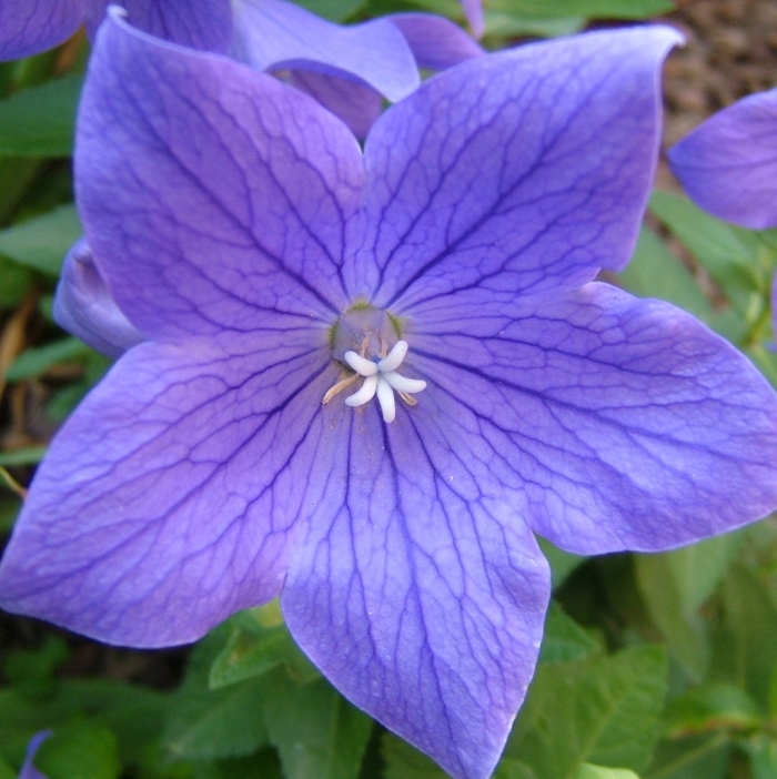 Платикодон блю