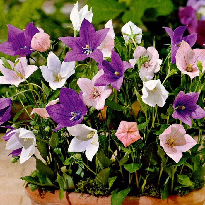 Цветок платикодон