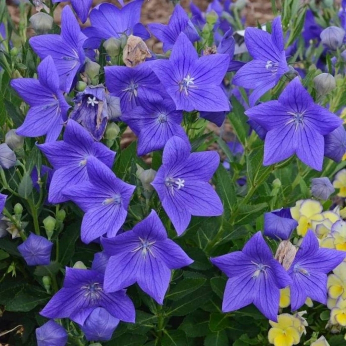 Платикодон мариеси