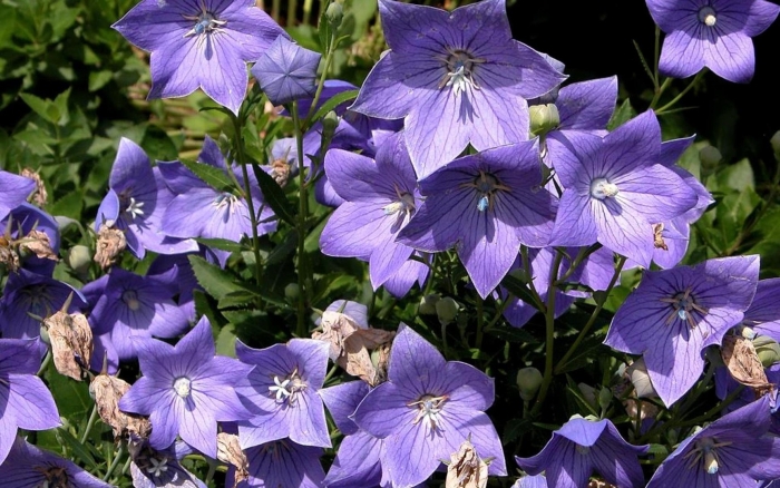 Платикодон царь колокол