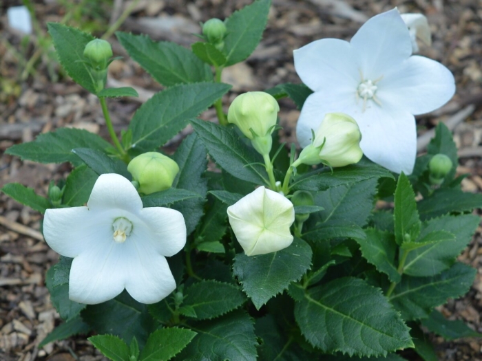 Платикодон астра уайт