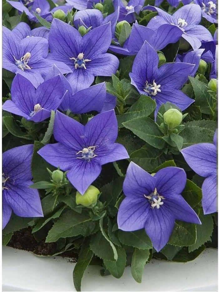 Платикодон стар блю