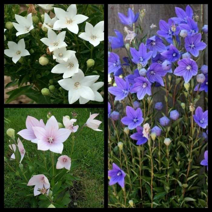 Платикодон колокольчик многолетний