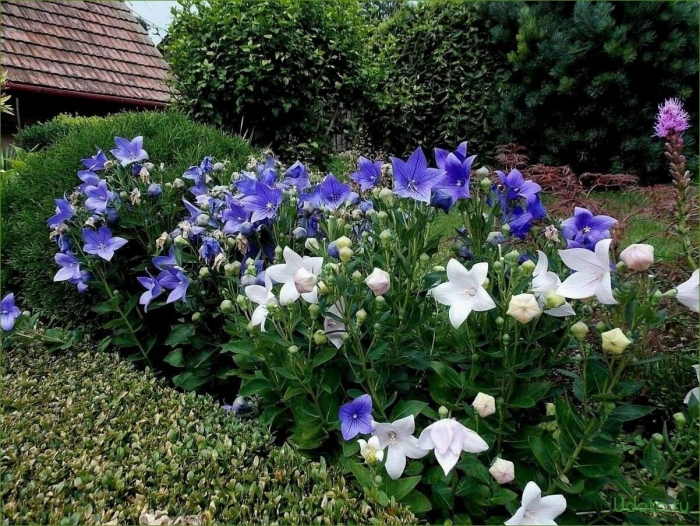 Платикодон исида