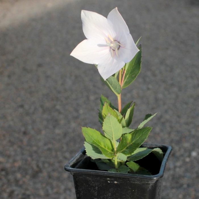 Платикодон деви