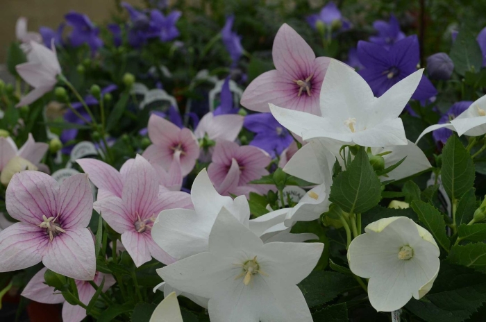 Платикодон астра вайт