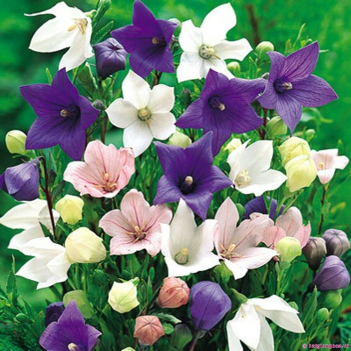 Платикодон цветок многолетник