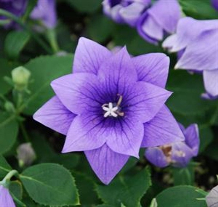 Платикодон астра блю