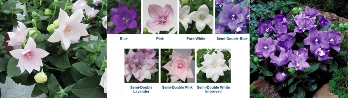 Платикодон astra pink