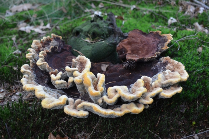 Trametes versicolor