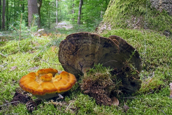 Трутовик серно - желтый (laetiporus sulphureus)