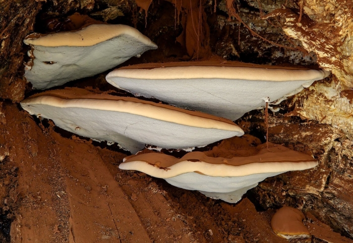 Трутовик (ganoderma applanatum )