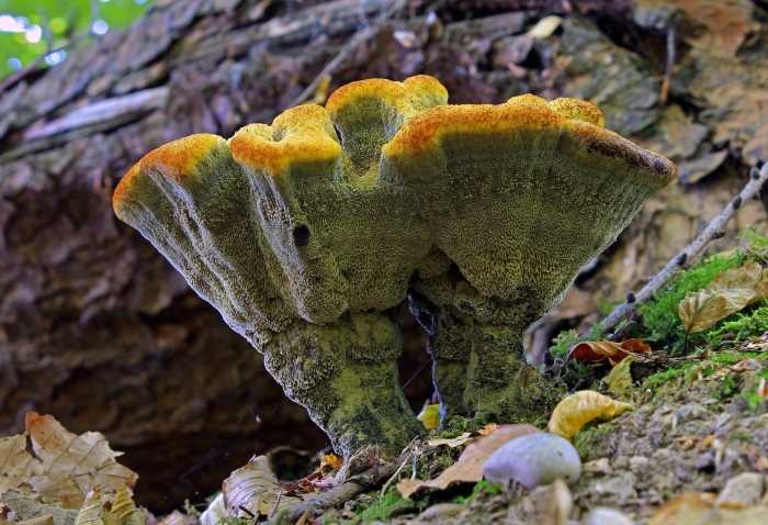 Феолус швейница