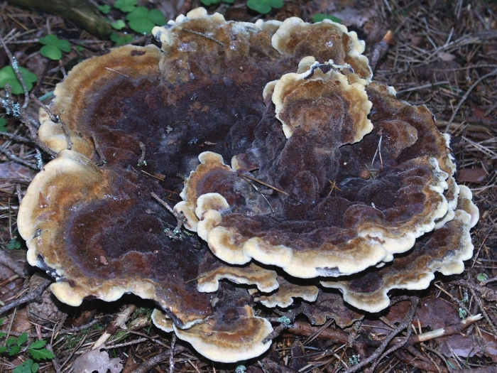 Trametes versicolor