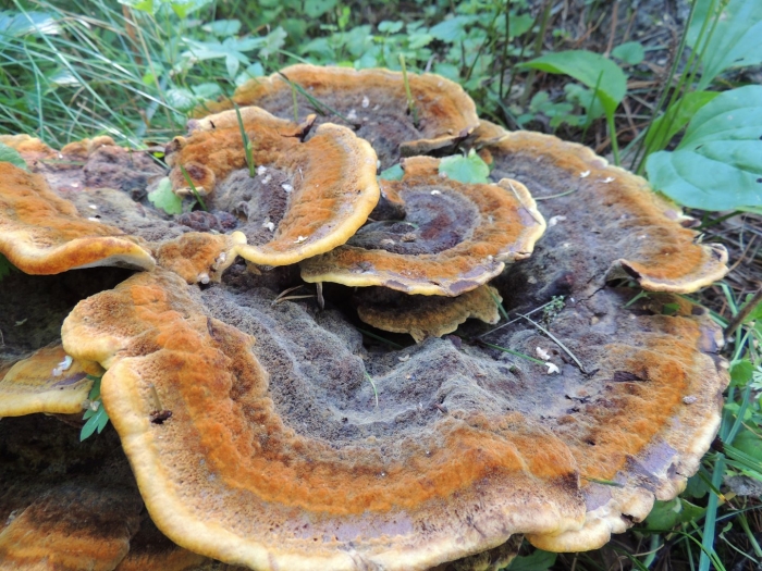 Трутовик швейница