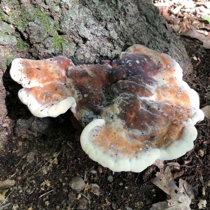 Laetiporus persicinus