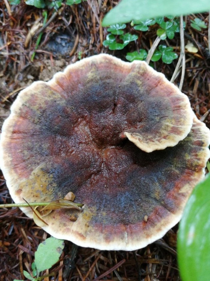 Трутовик швейница