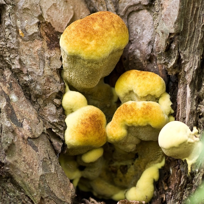 Трутовик гриб