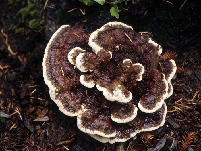 Ежовик полосатый (hydnellum concrescens)