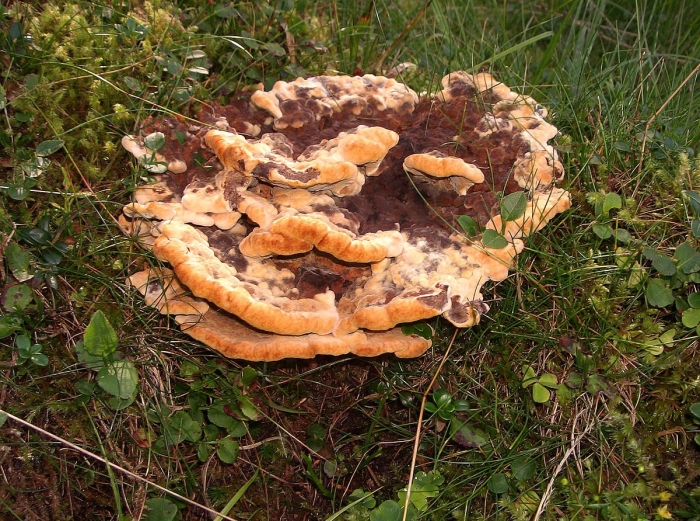 Laetiporus sulphureus