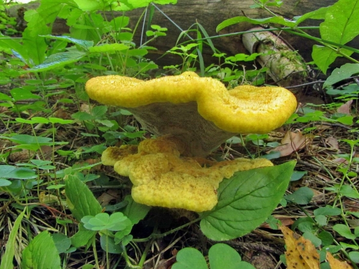 Гриб трутовик чешуйчатый