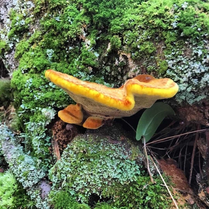 Трутовик древесный