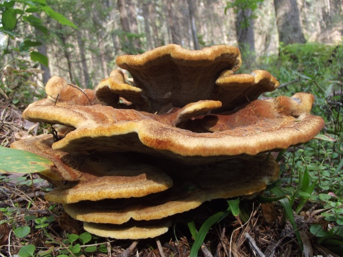 Трутовик швейница