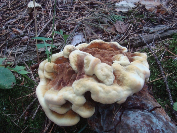 Гриб meripilus giganteus