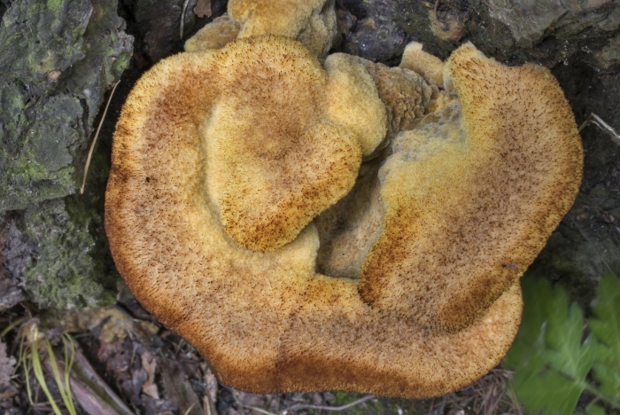 Ежовик гребенчатый гриб