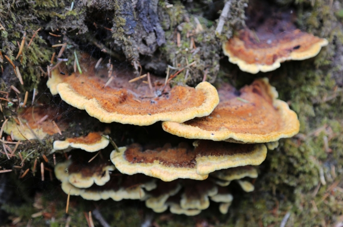 Pycnoporellus fulgens - пикнопореллус блестящий