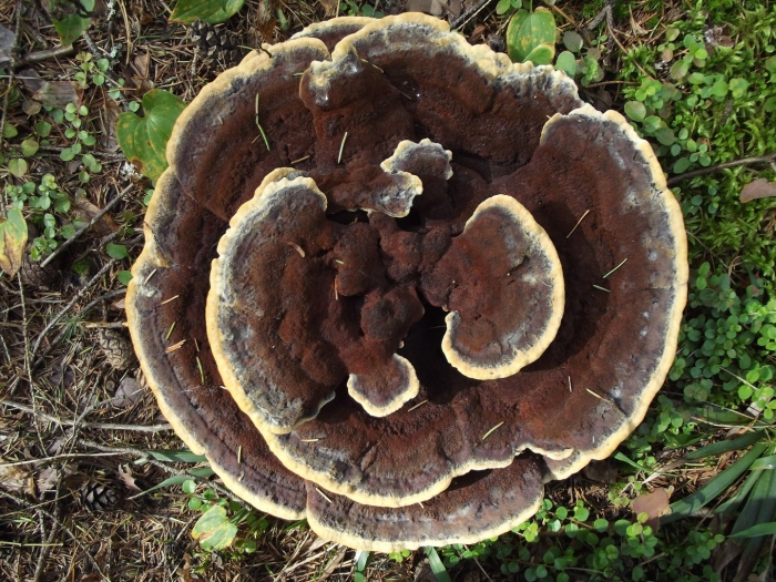 Трутовик овечий