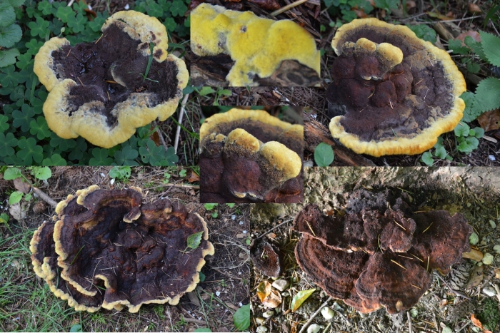 Феолус швейница гриб