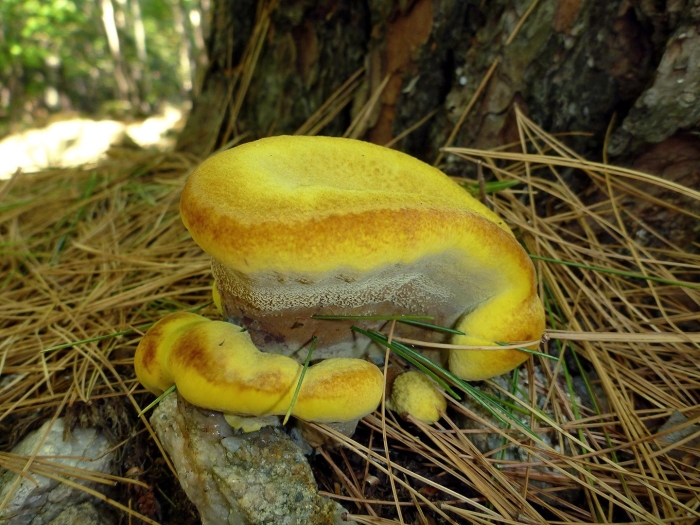 Грибы сорта