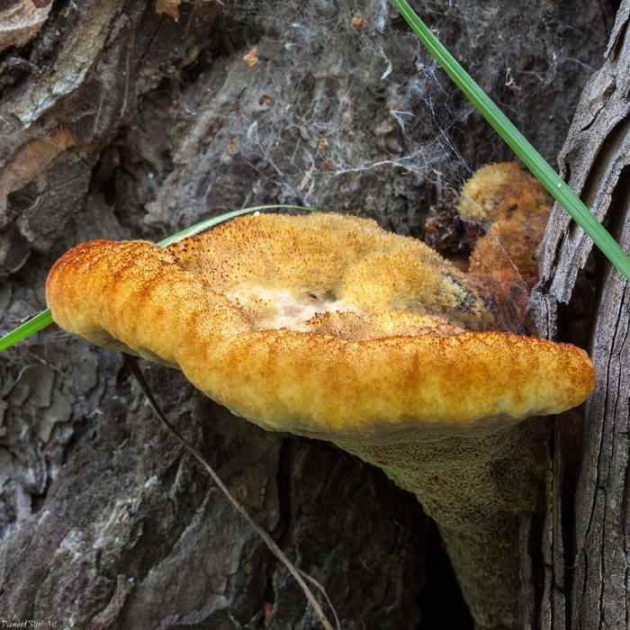 Трутовик вешенки