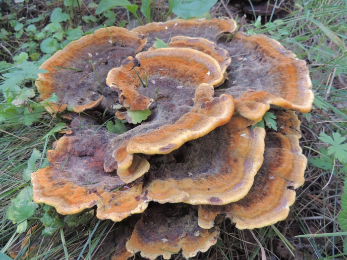 Трутовик швейница