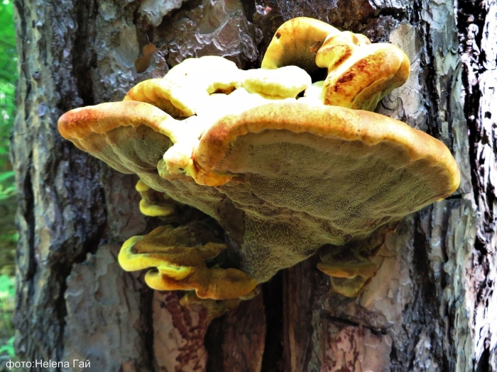 Трутовик швейница