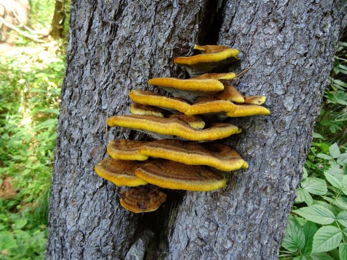 Трутовик чешуйчатый пестрец